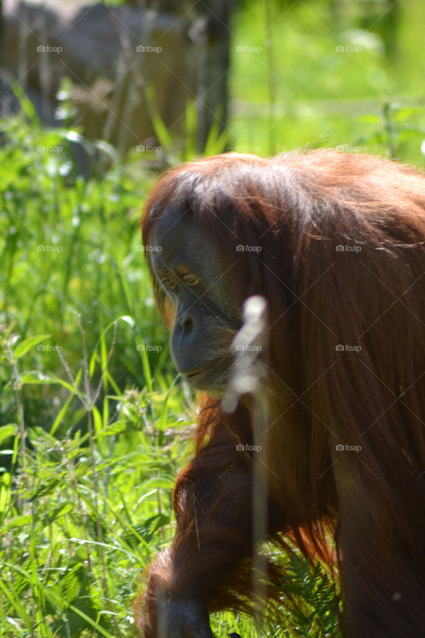 Orangutang male