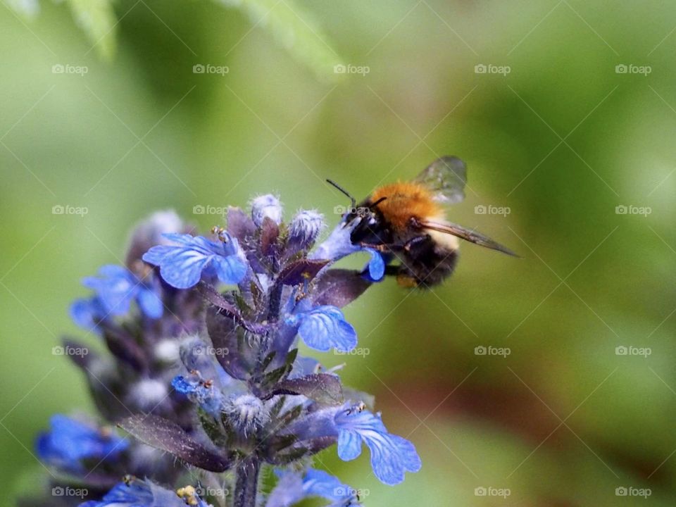 Bee on first day of summer