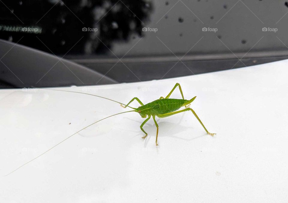 baby grasshopper on car hood