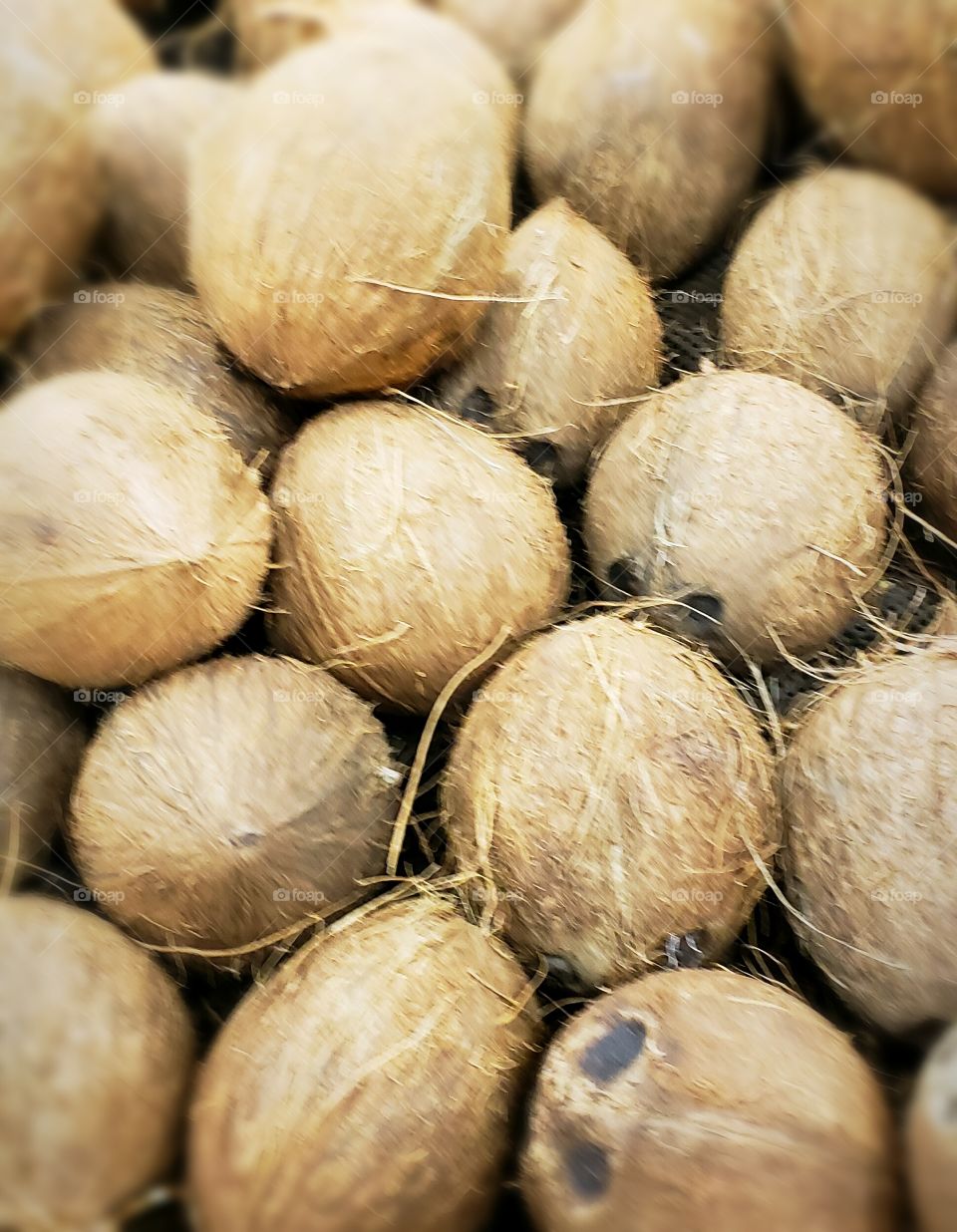 coconuts