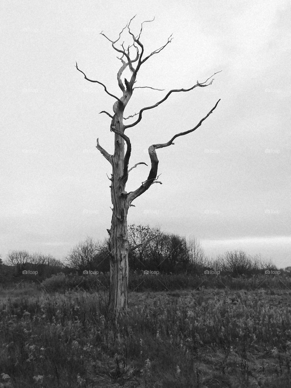 Lone Tree in black and white