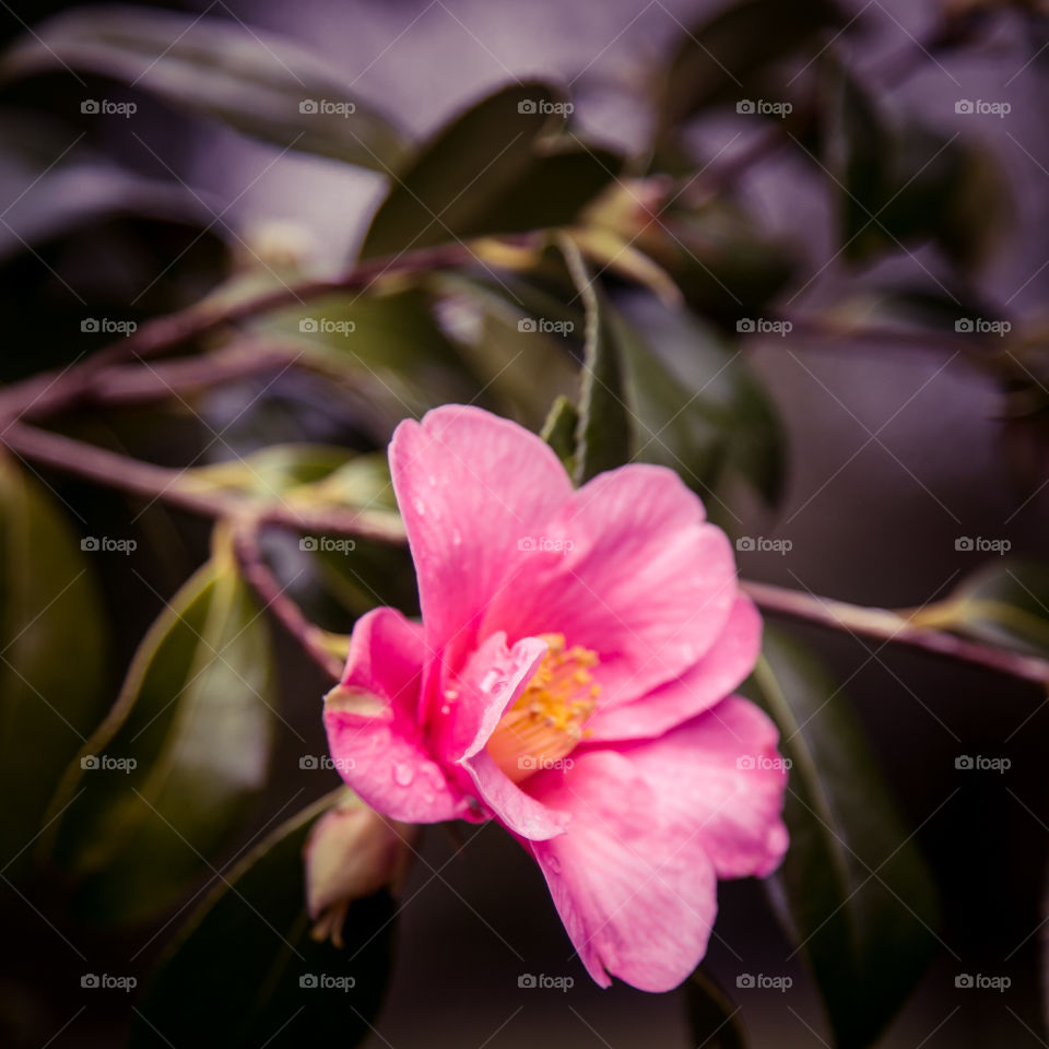 Spring flowers in London