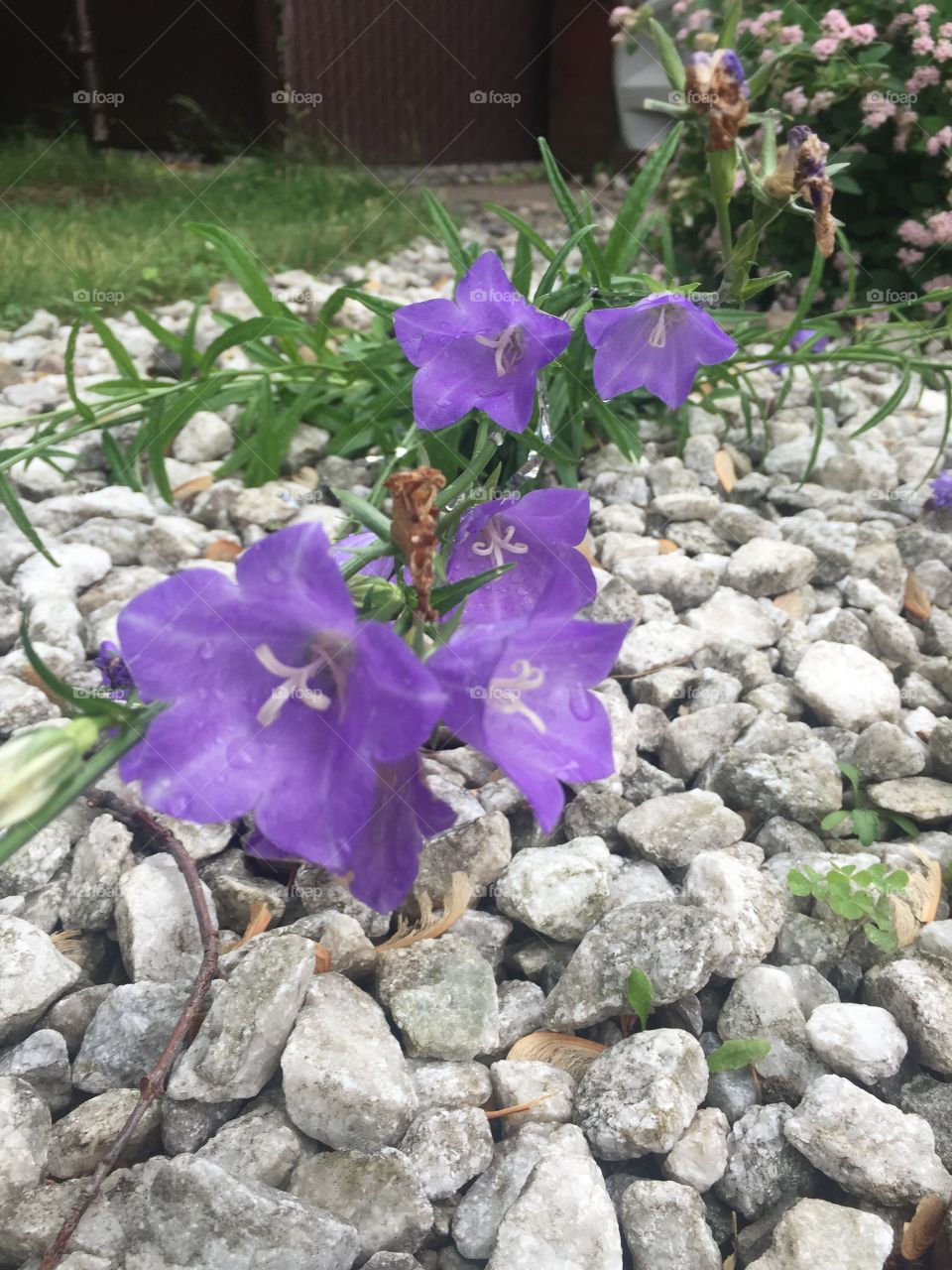 Beautifull purple flowers