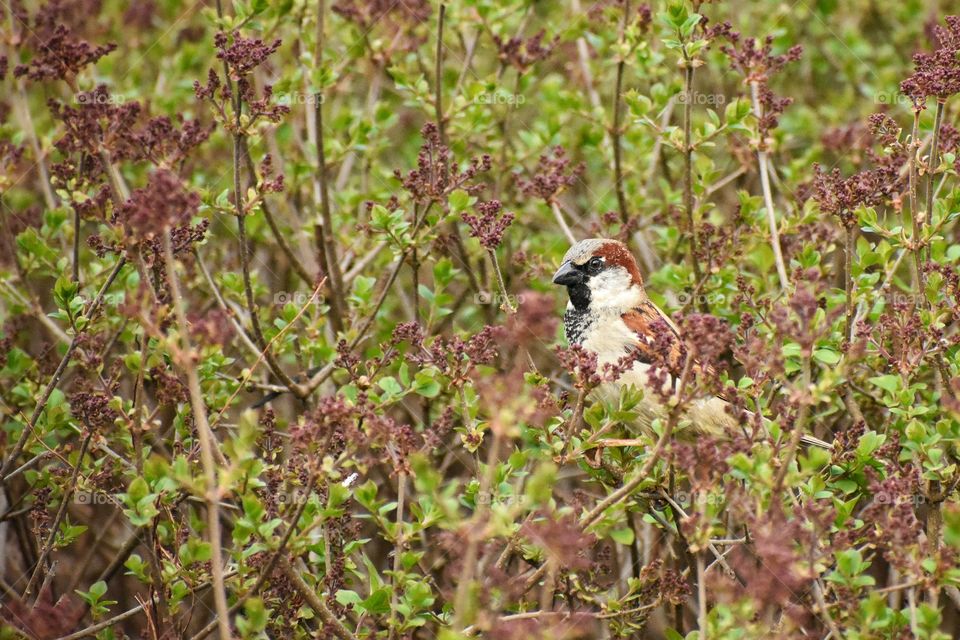 House Sparrow - Passer Domesticus - hiding in a bush in early spring 