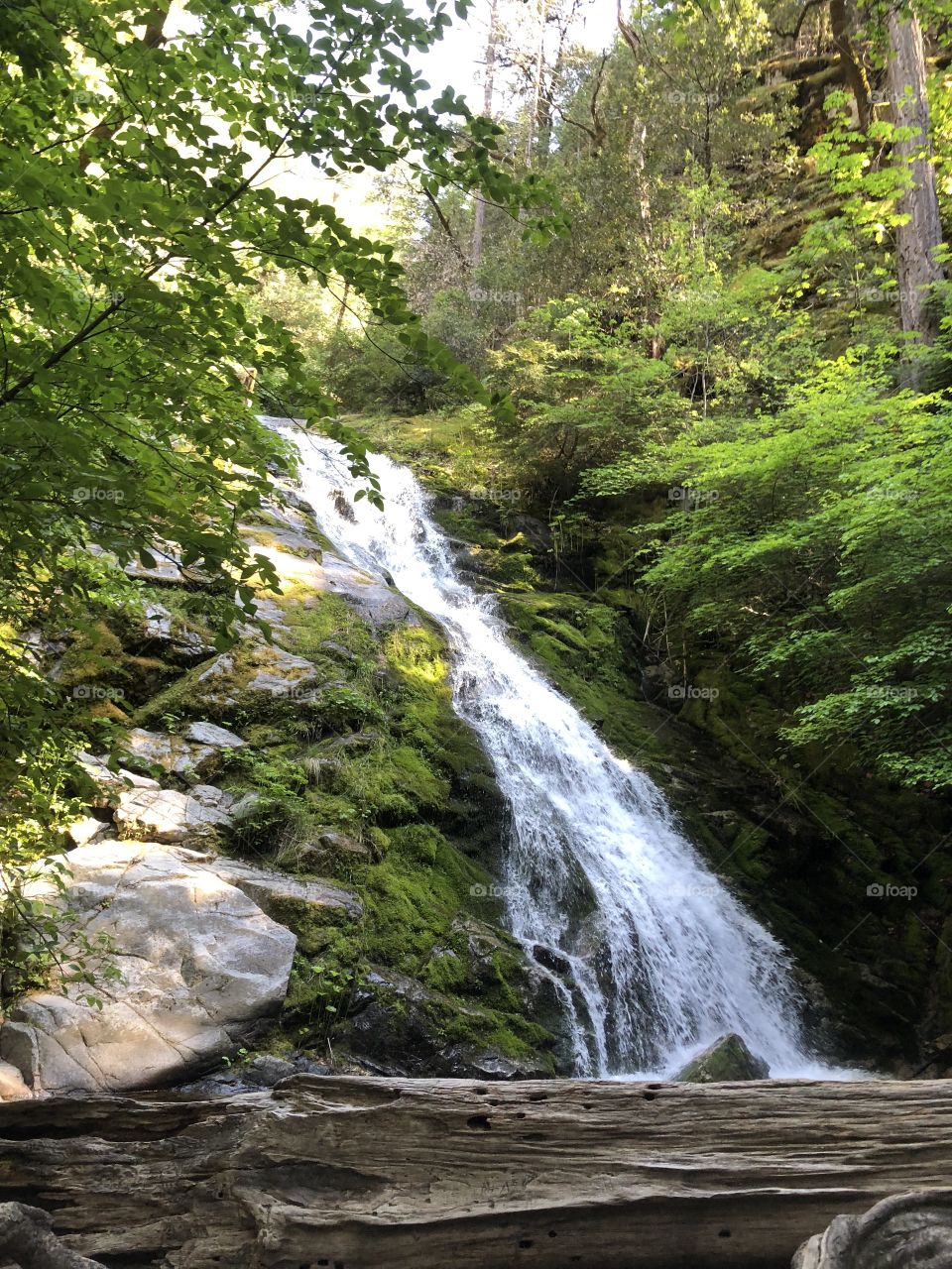 Intense waterfall hidden between lush green forest 