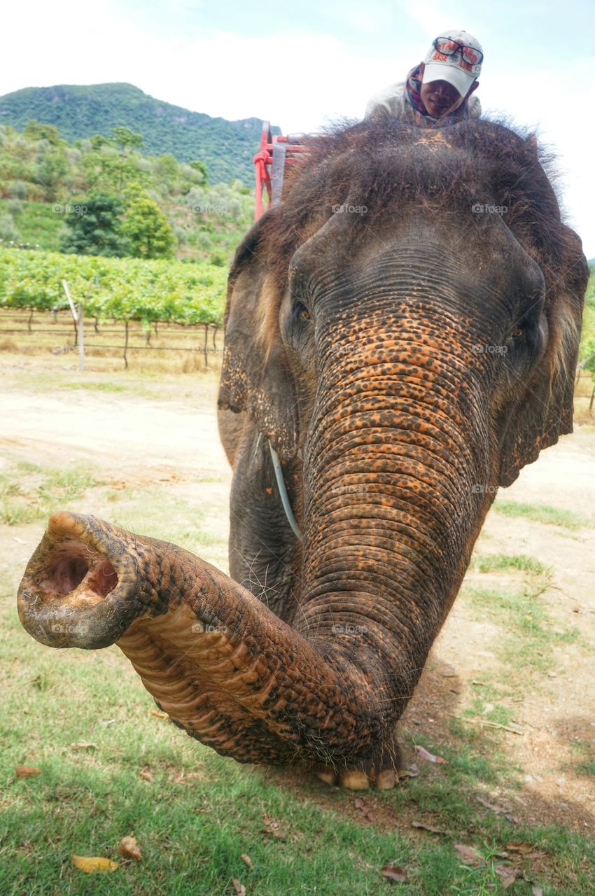 Pinch a Little Nose. This baby elephant is playing with us through his nose.