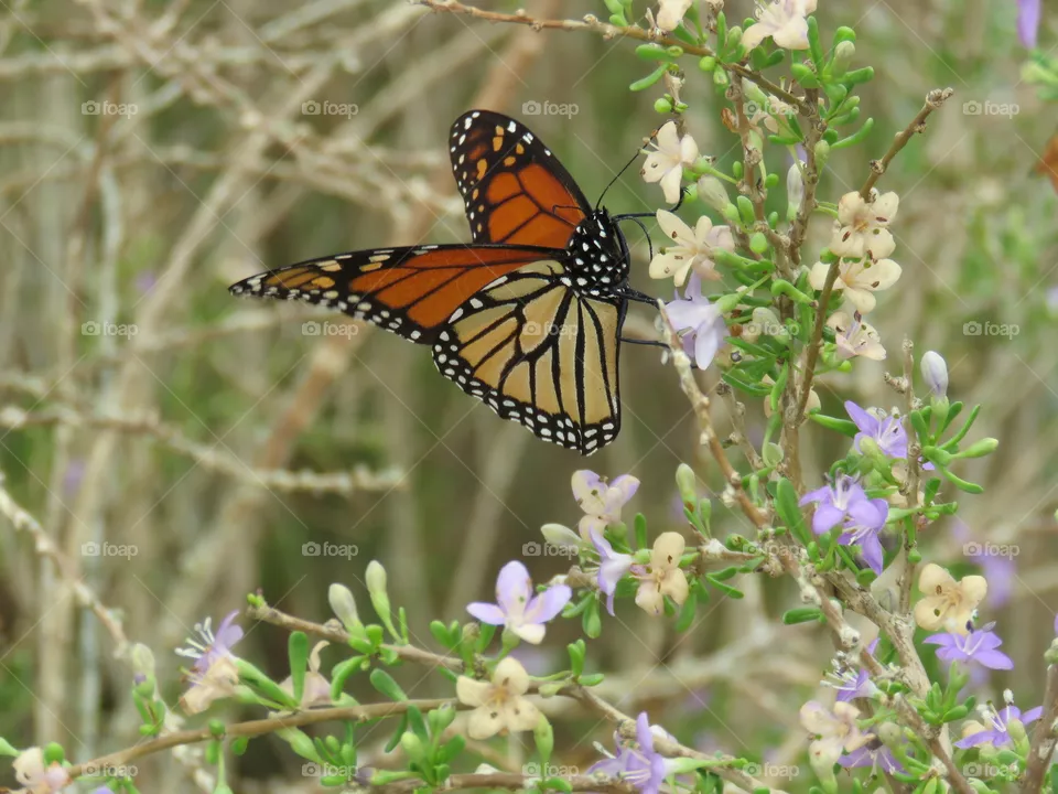 Monarch