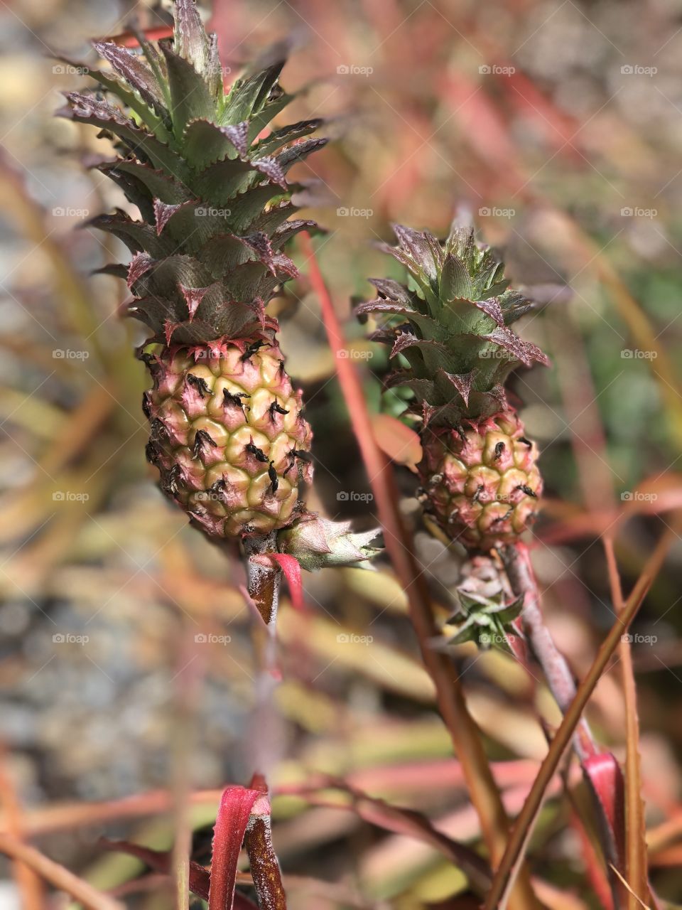 Pineapples growing 