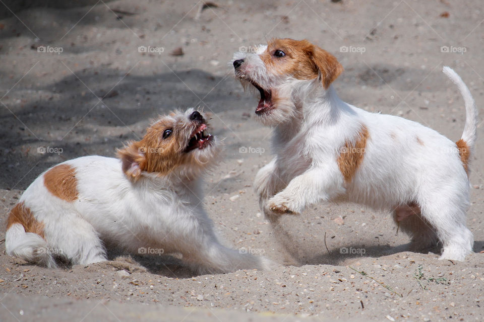 Rough couteJeck Russell terrier puppies playing on the sand