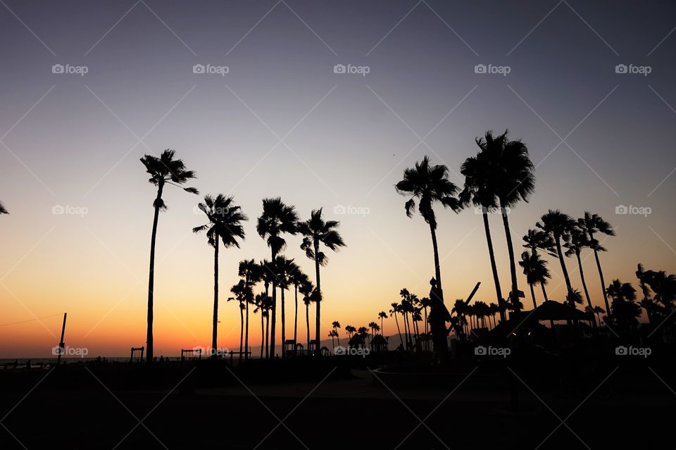 palms at the sunset on beach