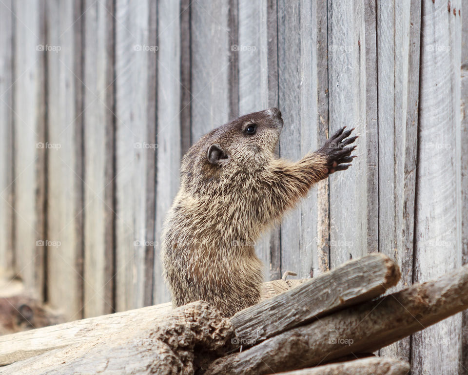 Baby Groundhog aka Woodchuck. Baby Groundhog