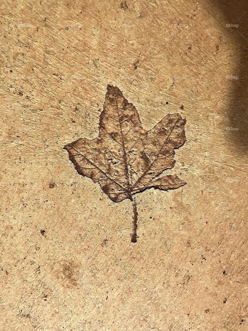 Leaf fossil