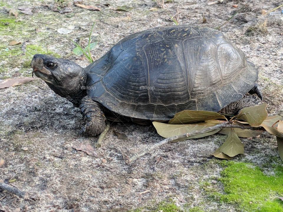Box Turtle