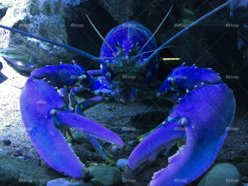 Lobster. Lobster in aquarium