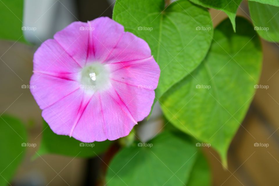 pink flower decorative