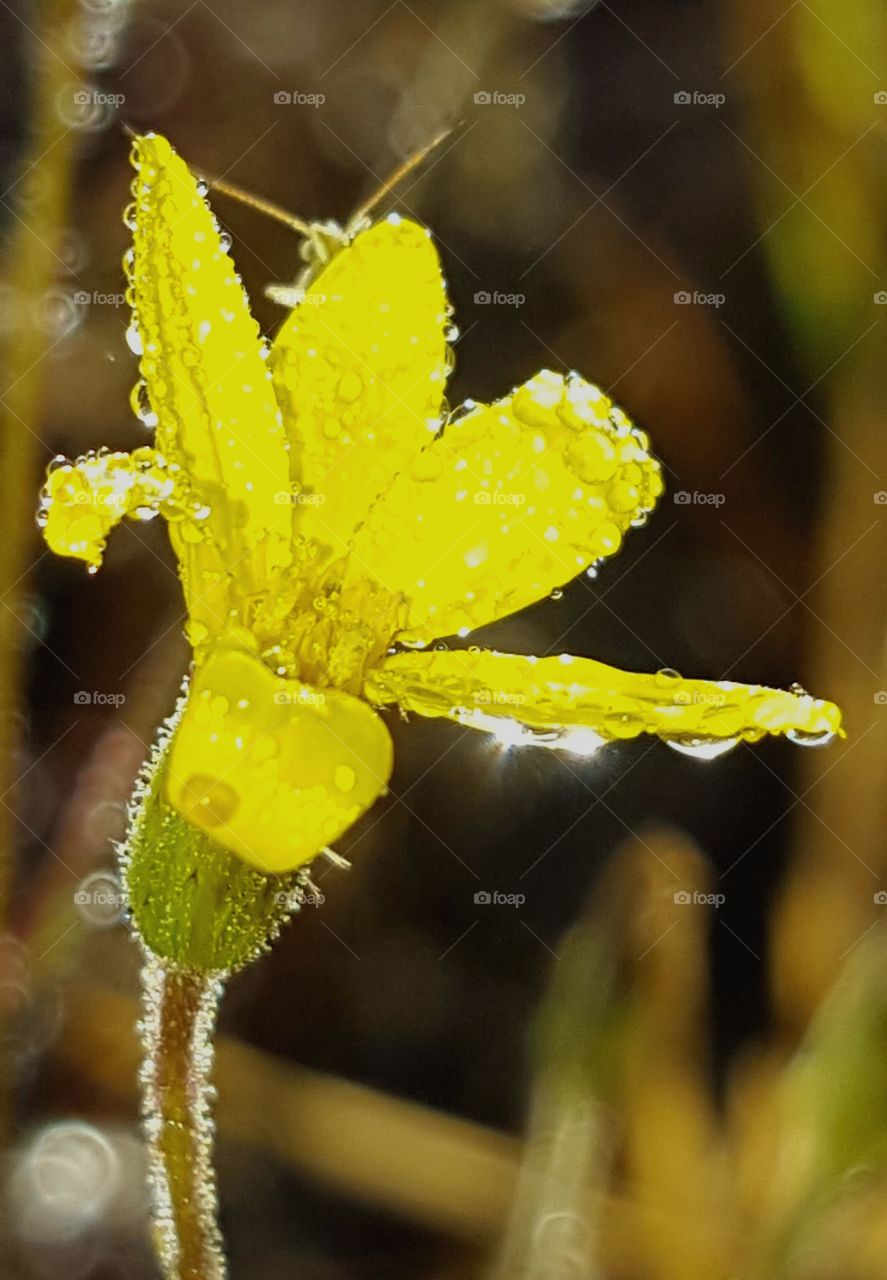 Nature, Leaf, Flora, No Person, Flower