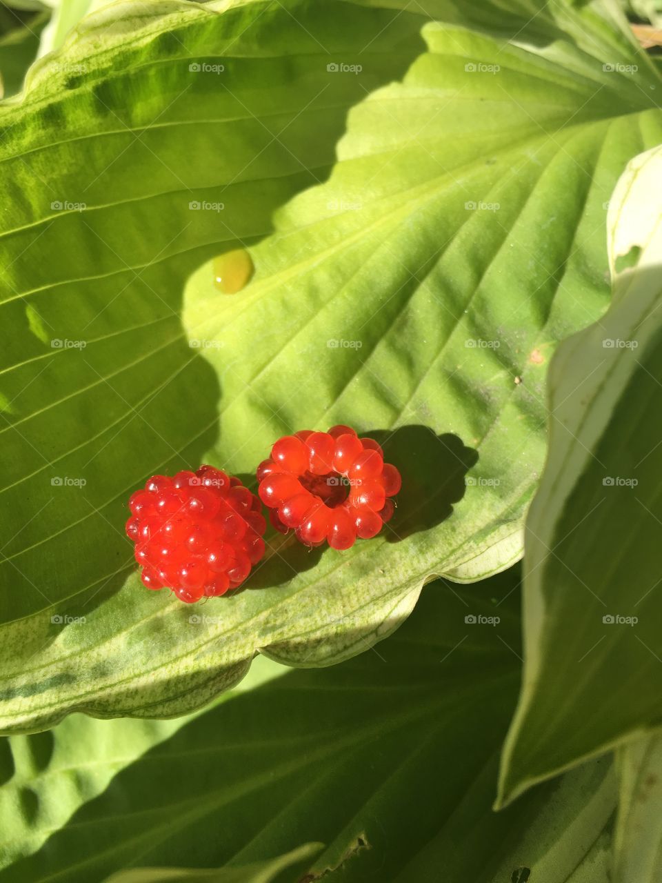 Delicious berries grown to eat