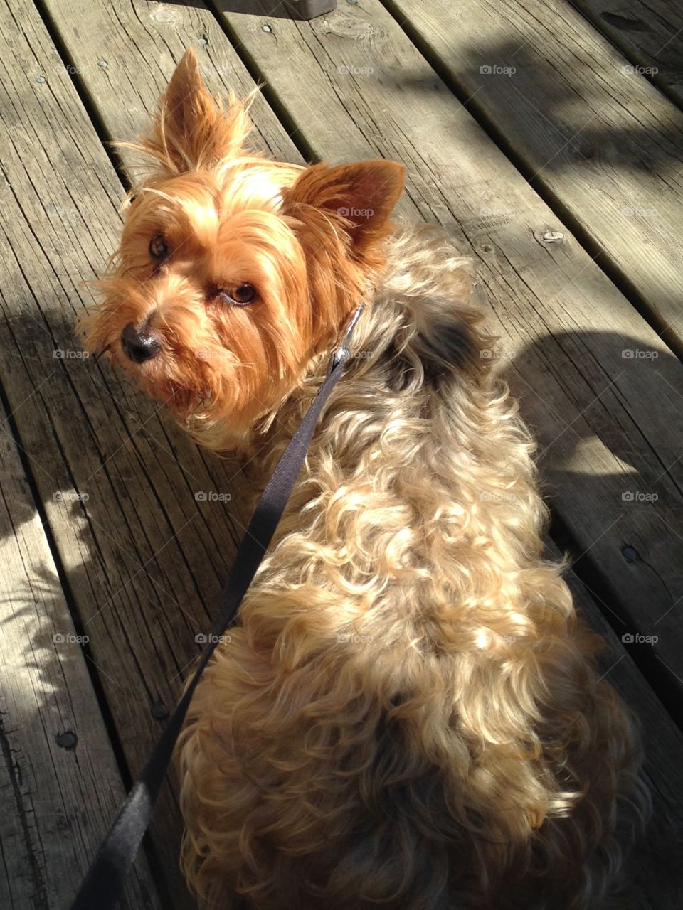 The Little Prince in the Sunshine