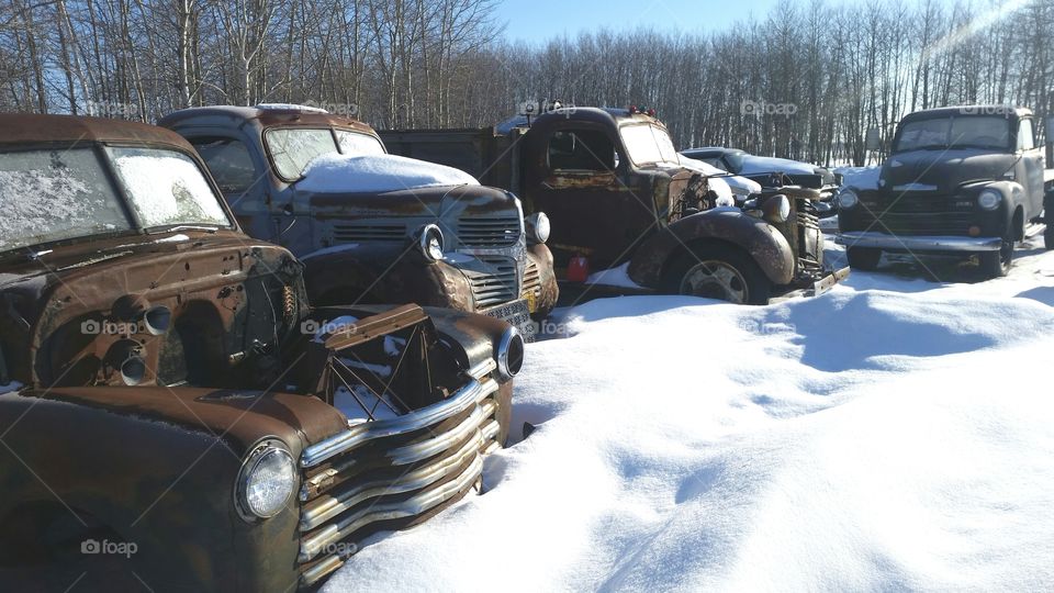snowy junk yard with old trucks
