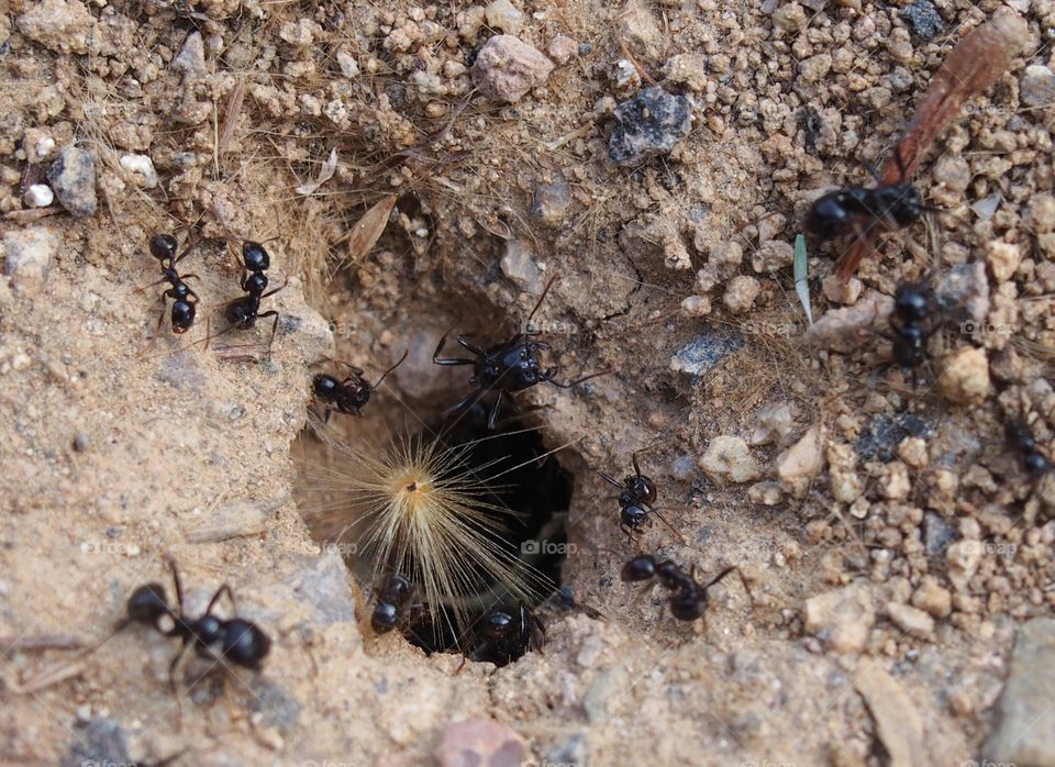 Black ant carrying food
