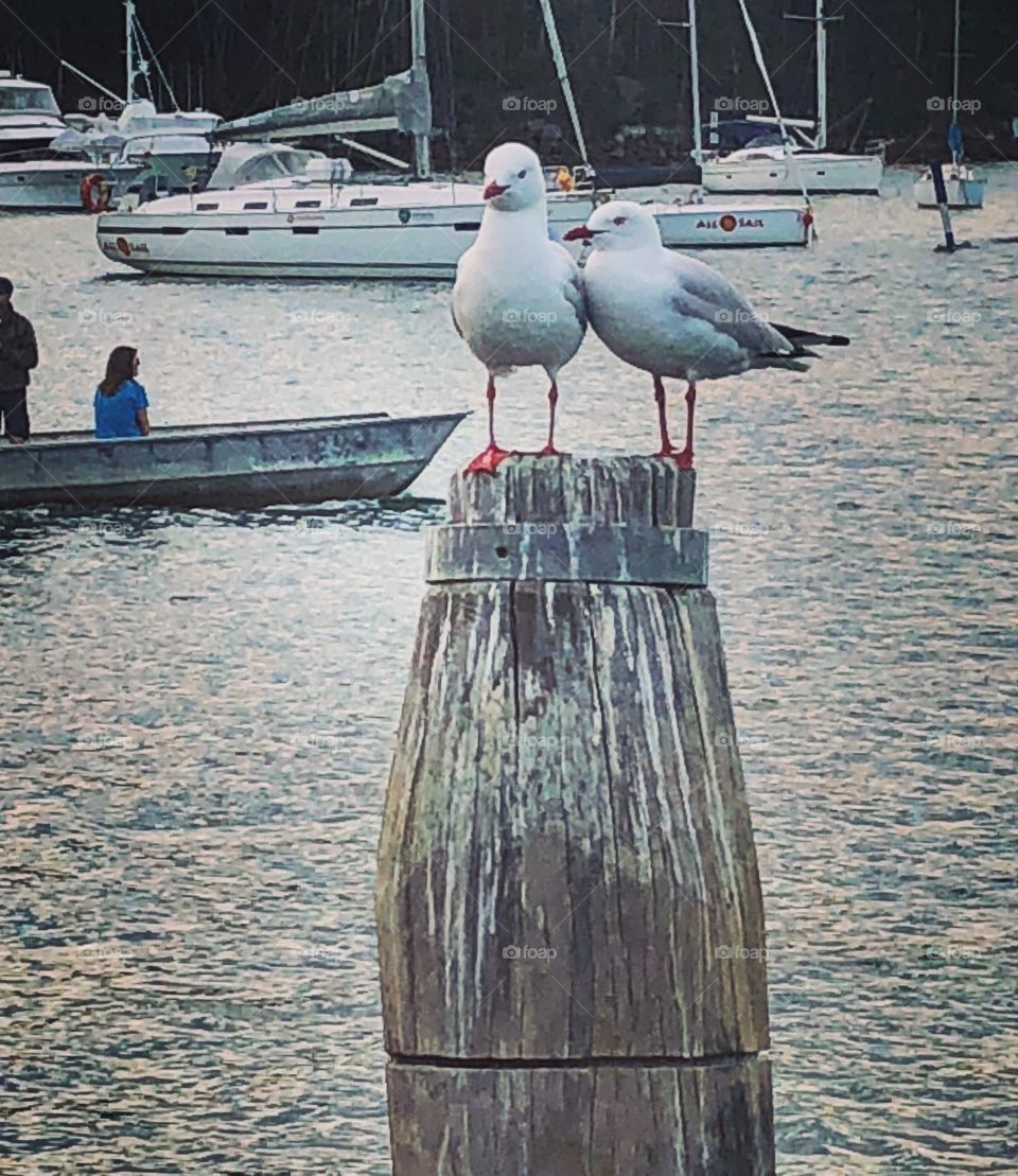 Love - 2 gulls at the river
