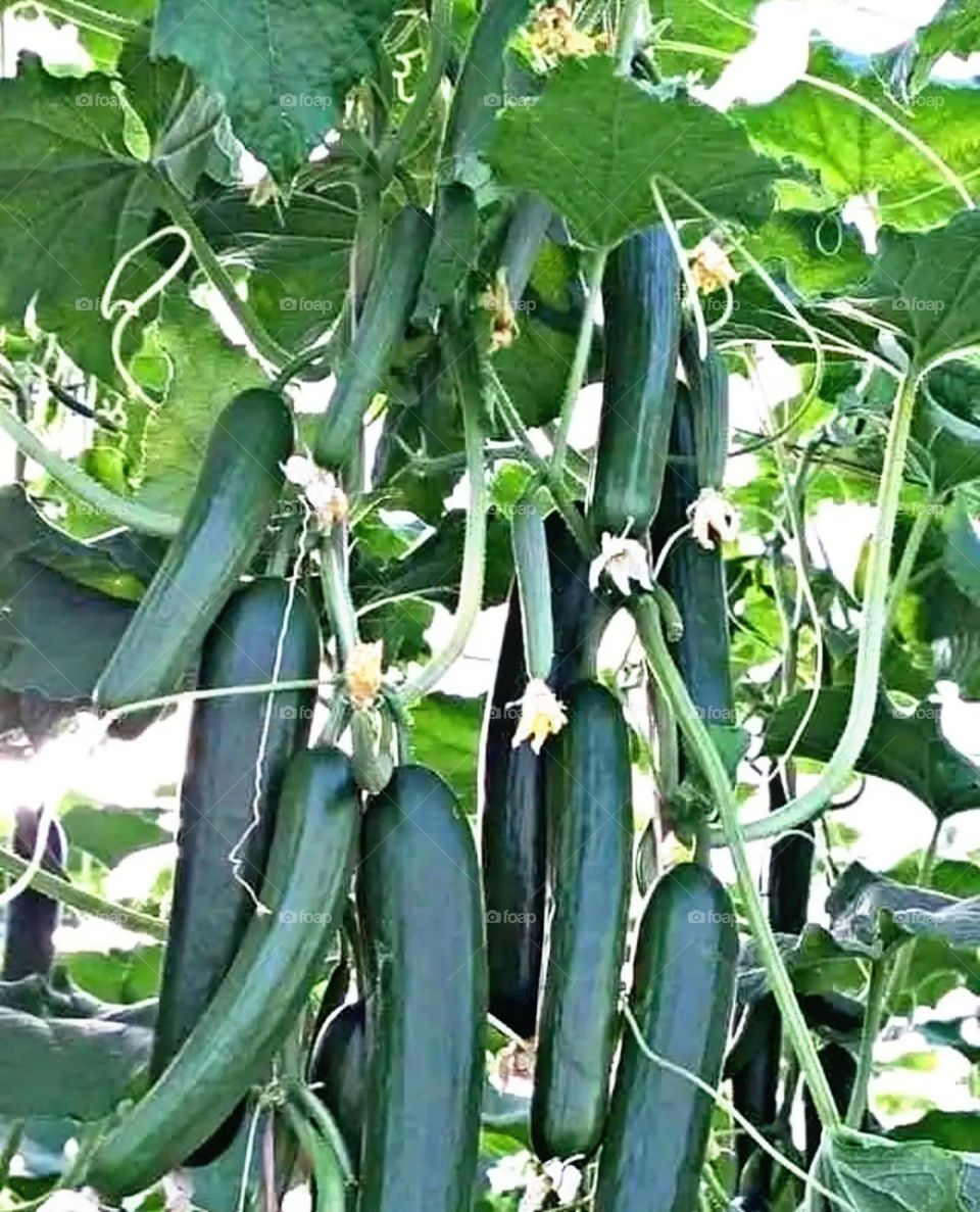 A most beautiful and attractive view in the farm.