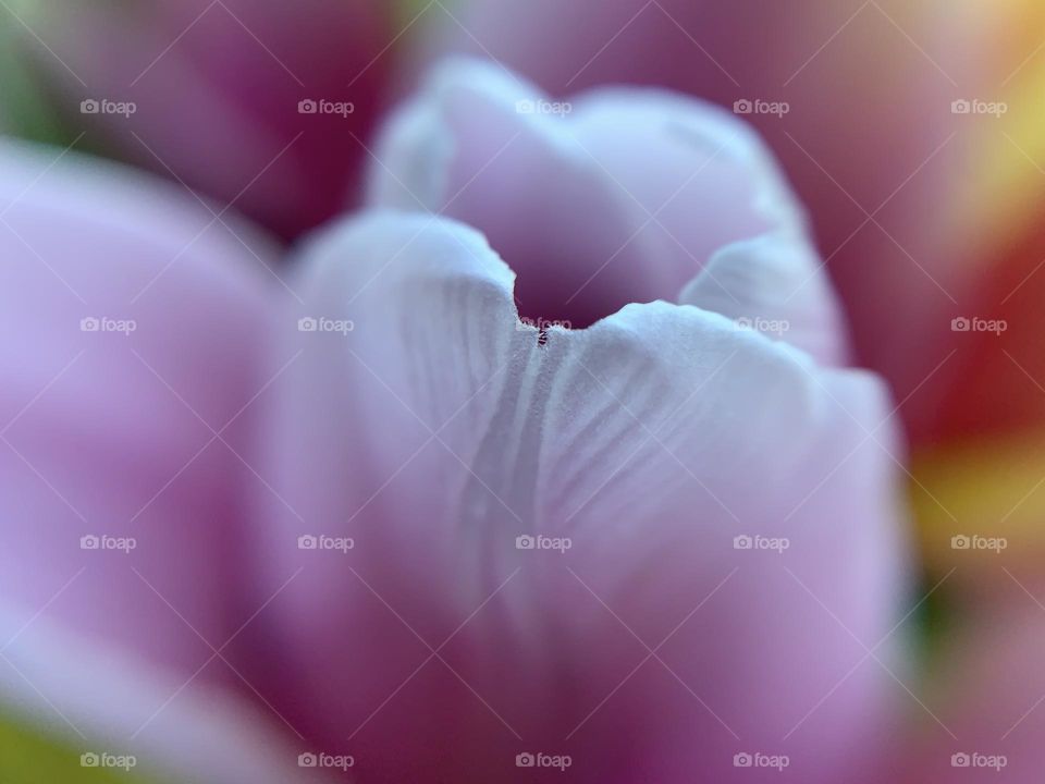 Close up of a spring flowering pink and white tulip flower petal with hints of more colourful flowers in the blurred background. The petal has patterned ridges. 