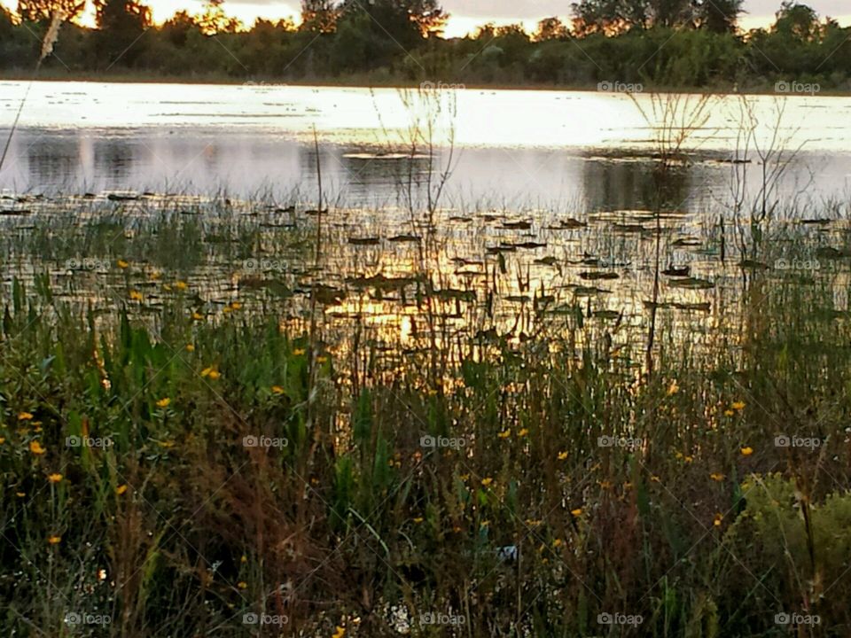 wild flowers. lake Geneva vegetation