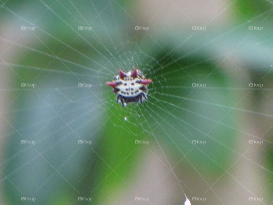 Spider web 