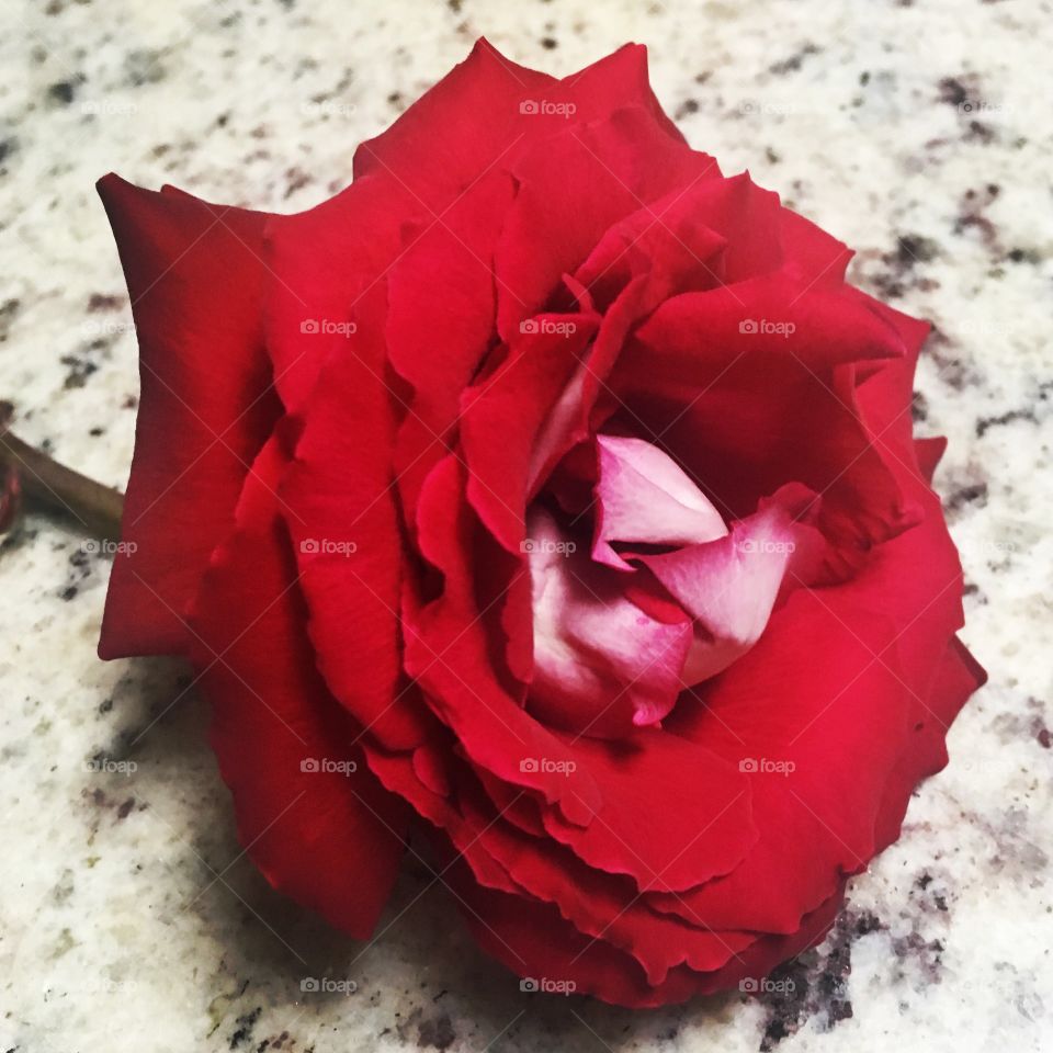 🌹 🇺🇸 Very beautiful flowers to brighten our day. Live nature and its beauty. Did you like the delicate petals? / 🇧🇷 Flores muito bonitas para alegrar nosso dia. Viva a natureza e sua beleza. Gostaram das pétalas delicadas?