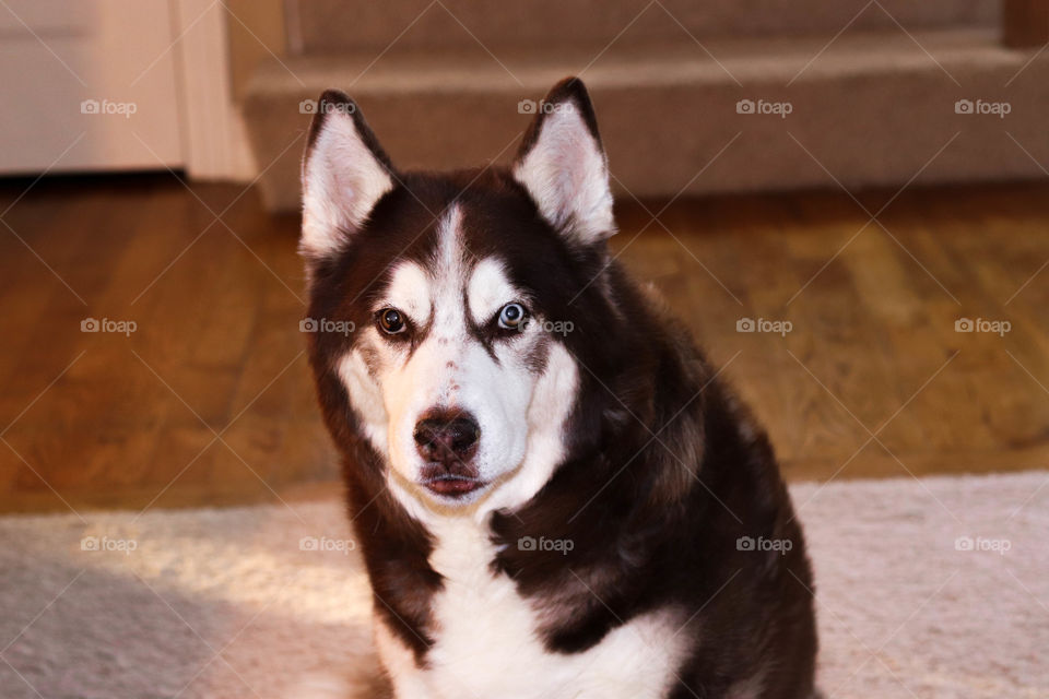 Copper Husky with bi eyes
