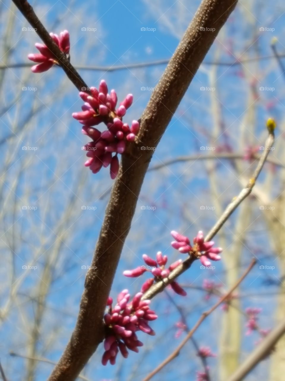 spring blossoms