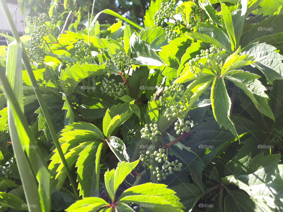 Green berries of Parthenocissus Quinquefolia (Virgina Creeper) in the sunlight with grass stalks