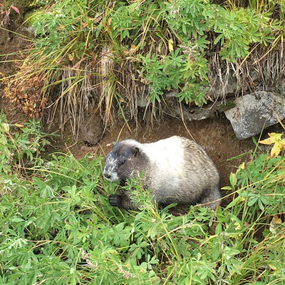 Eating grass all day long for the winter
