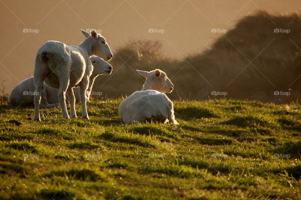 Spring lamb