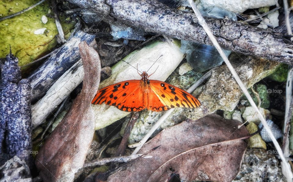 Antigua butterfly 