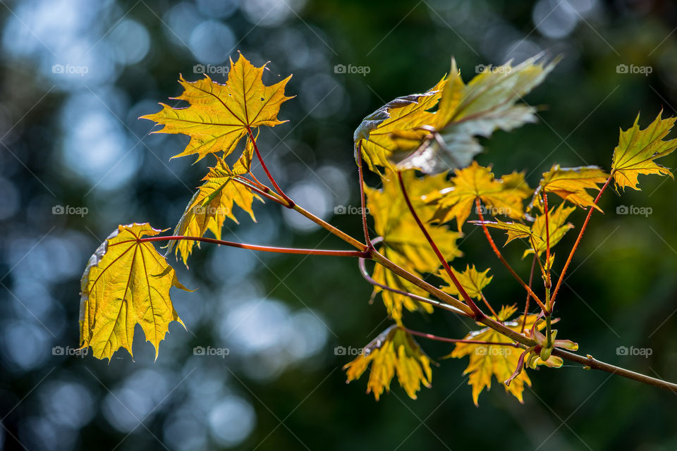 Close-up of branch