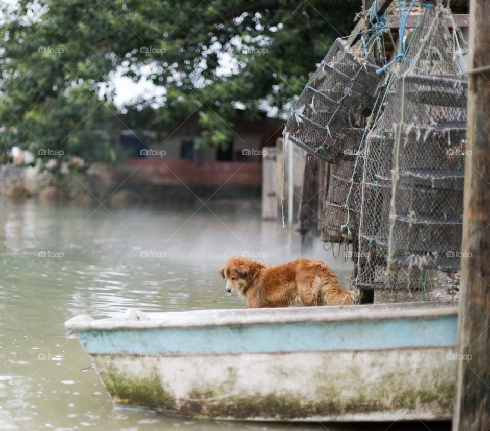 Dog hunting for fish
