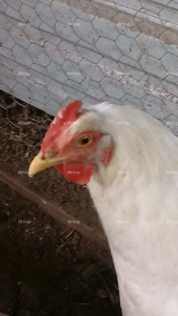 hen