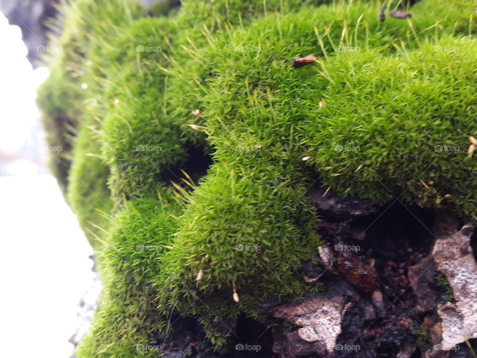 little moss plantations in the bark of a tree add texture and colour