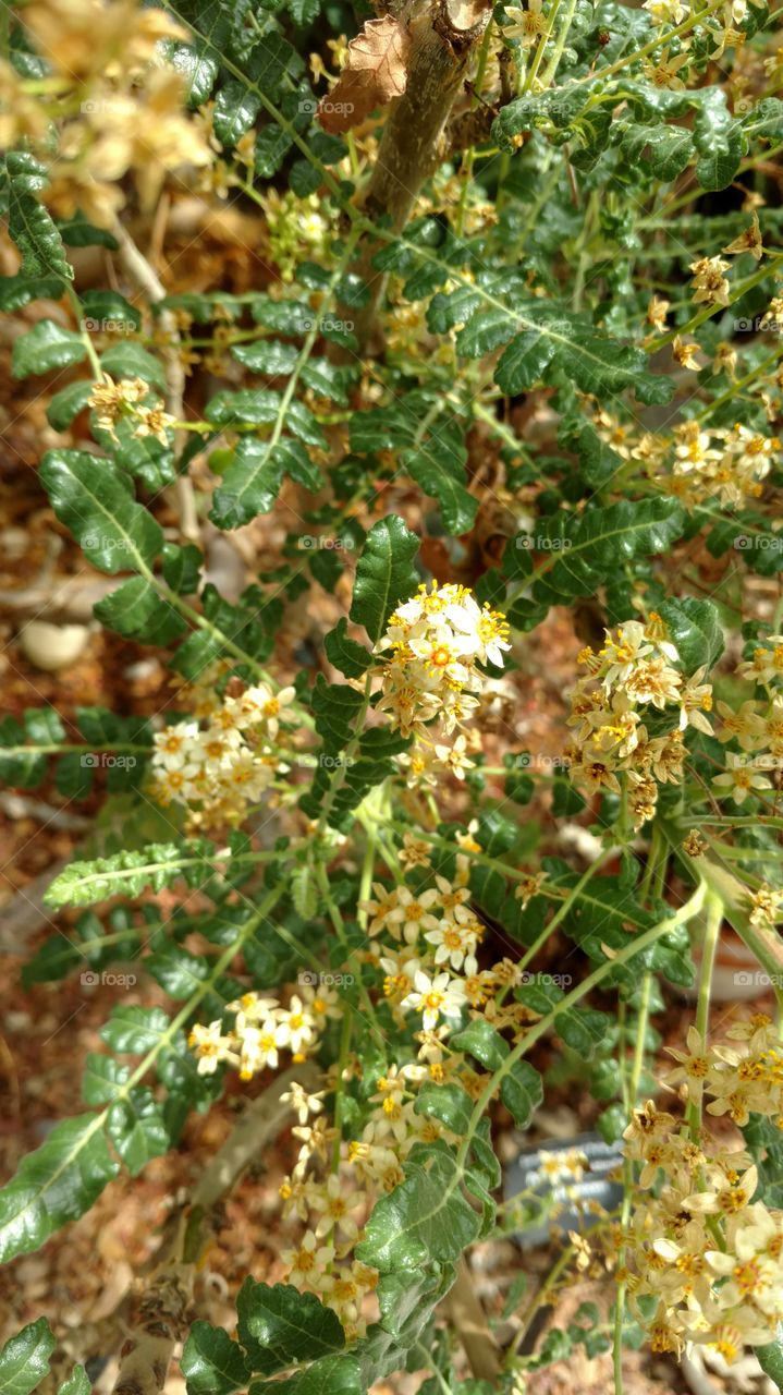 frankincense desert flowers