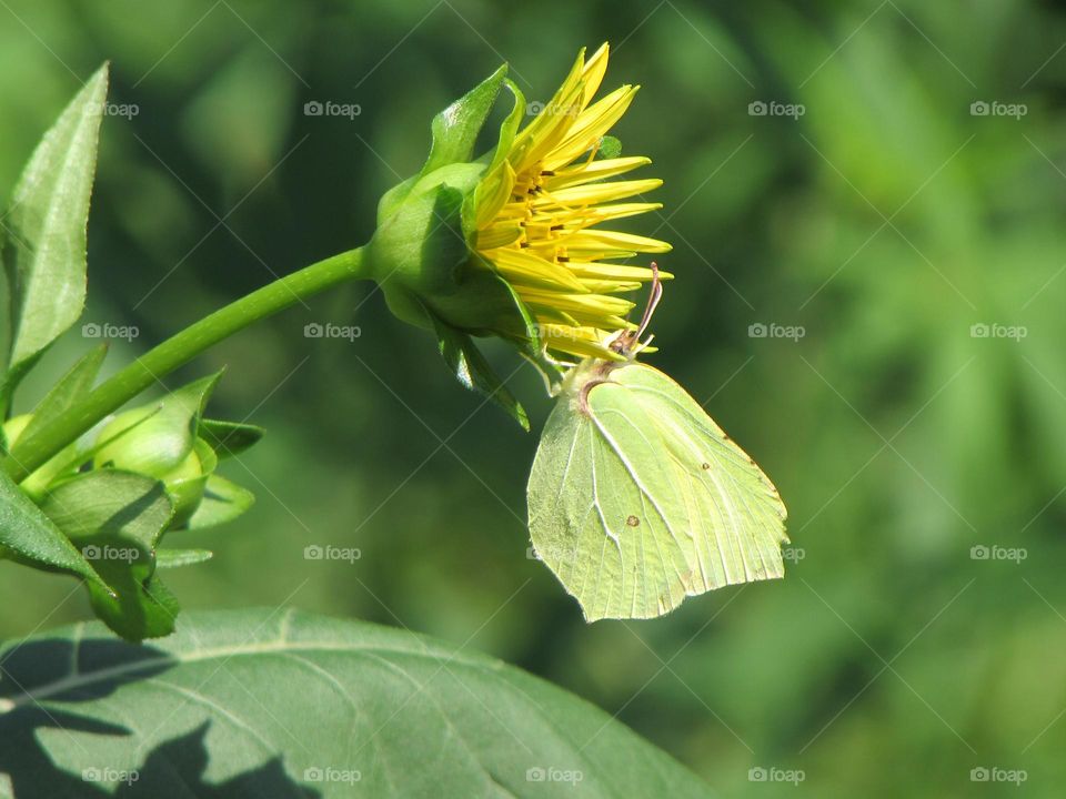 Lemon butterfly on yellow flower