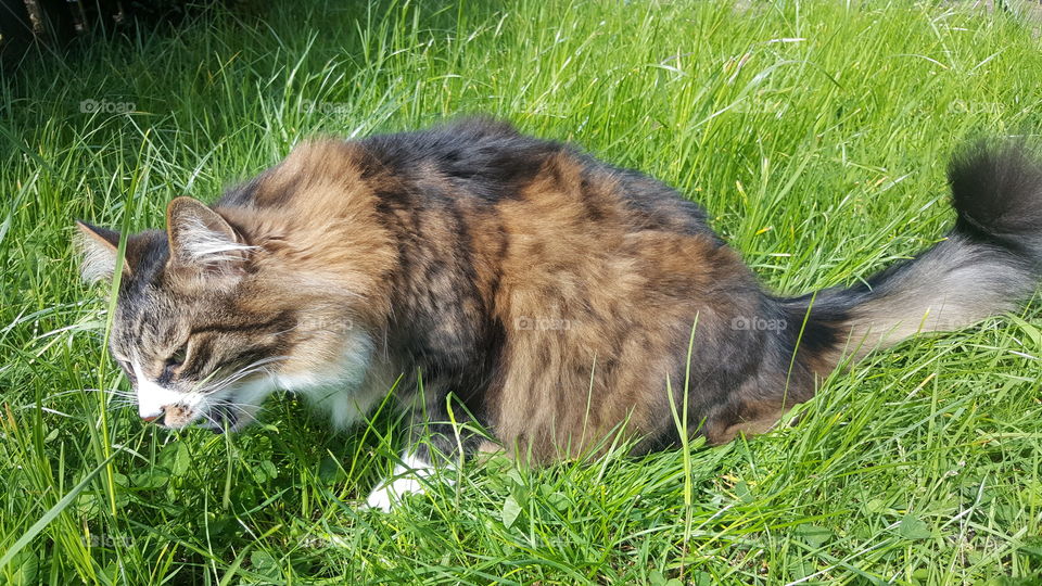 Cat eating grass