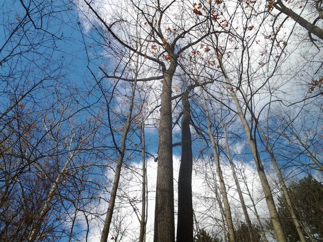 Tall trees