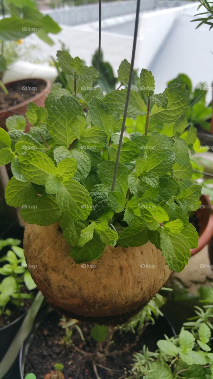 Green fresh mint on a hanging pot, selective focus.