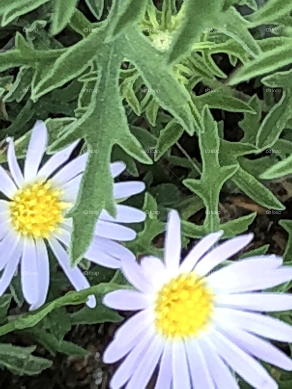 Lovely little flowers with delicate petals