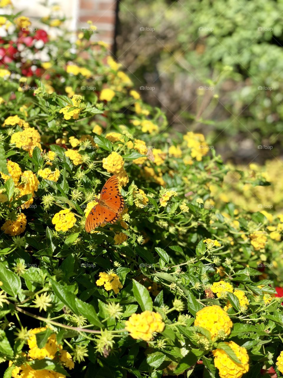 Flowers and a butterfly
