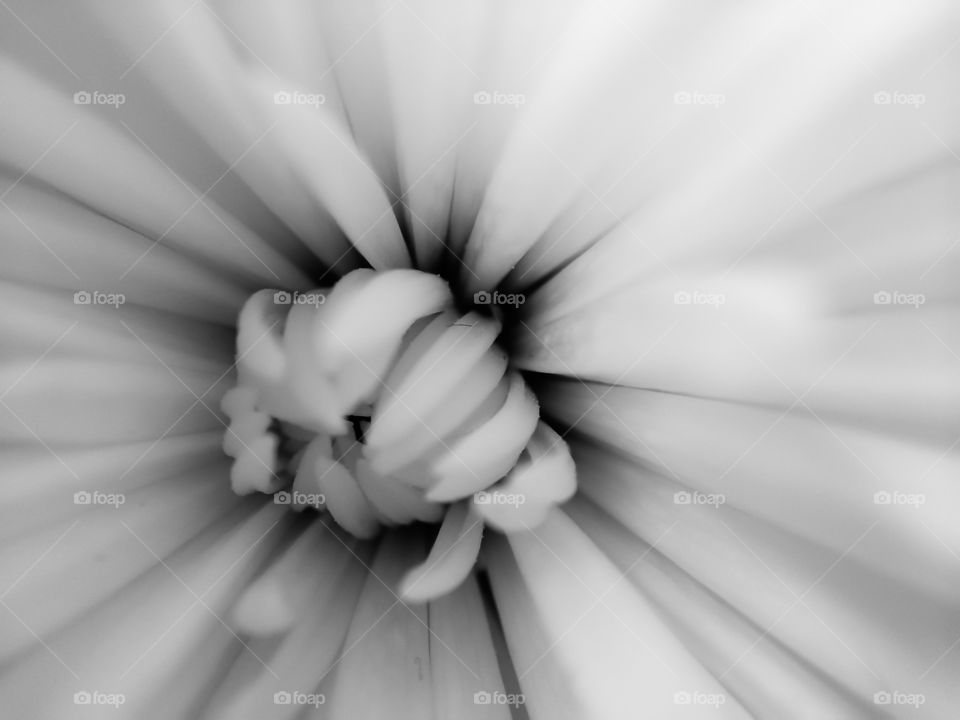 Monochrome Flower Close-up