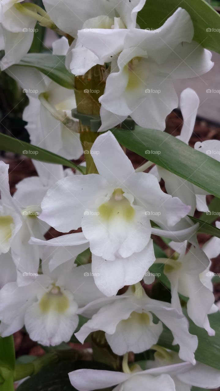 White orchid grouping