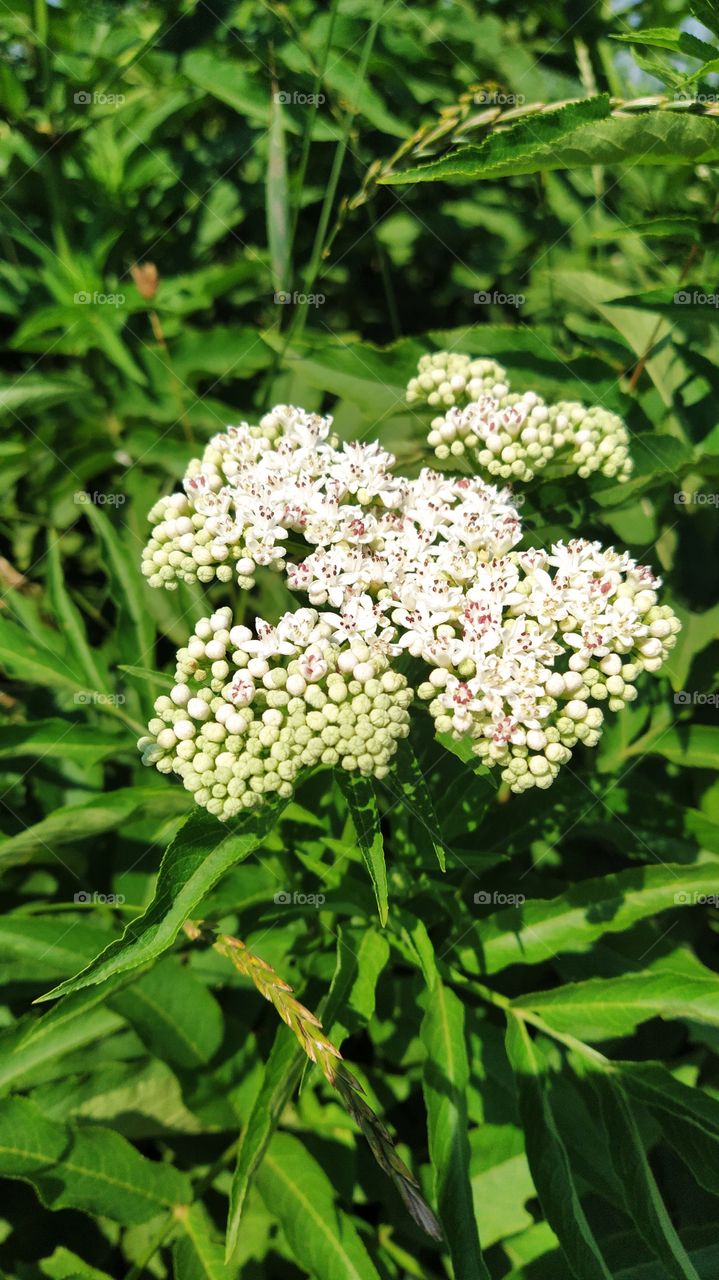Sambucus ebulus